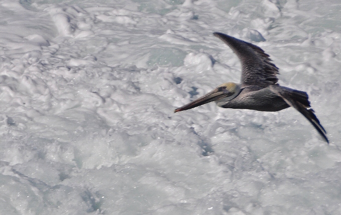 pelican in flight